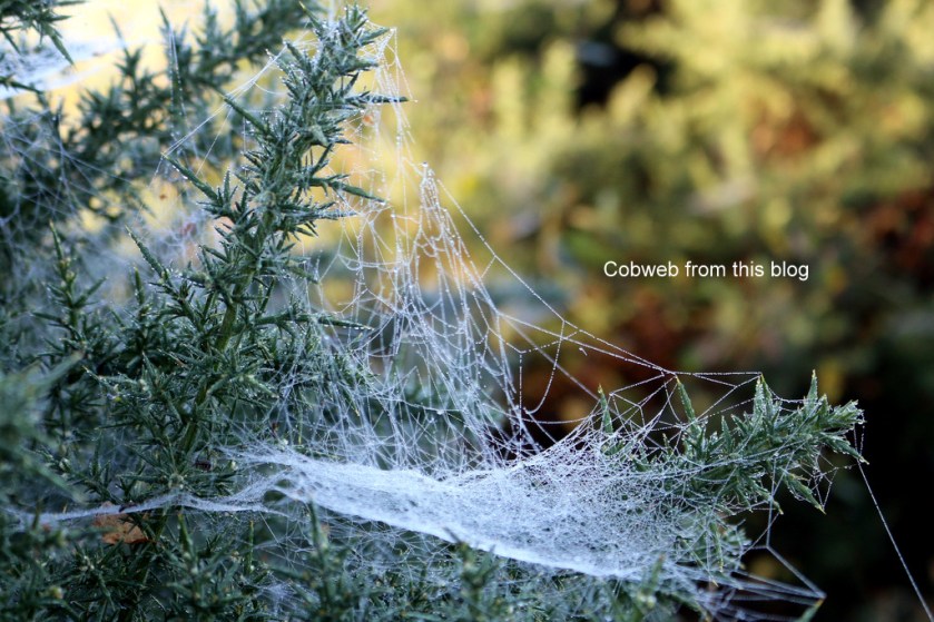 cobweb