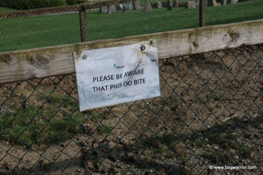 There was no sign of the ill-tempered pigs. Perhaps they were being served as pulled pork in the adjoining café