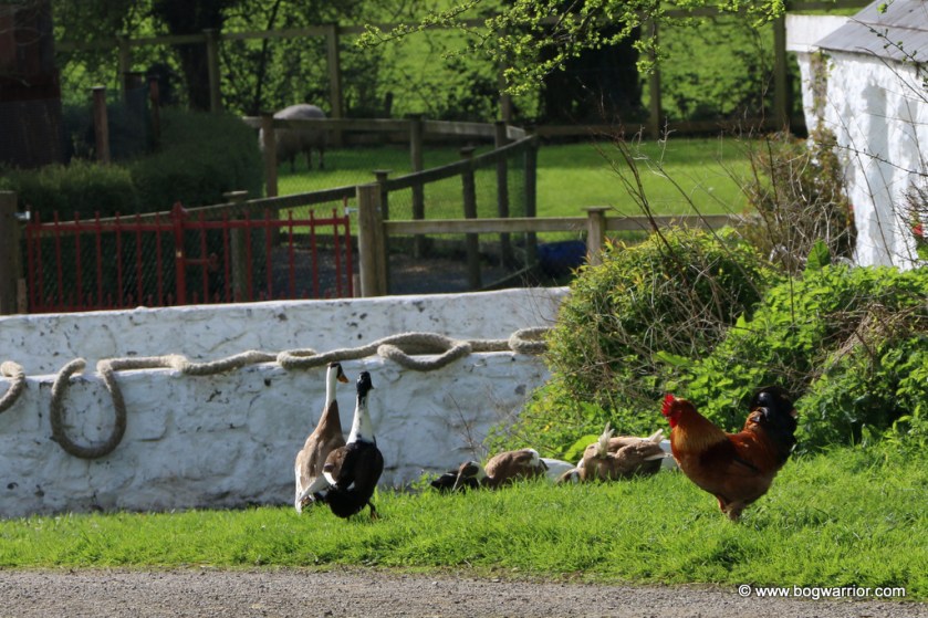 Chickens come home to roost