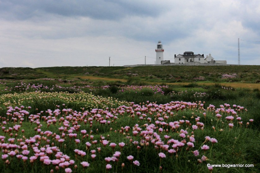 Sea pink flowers on the cliffs
