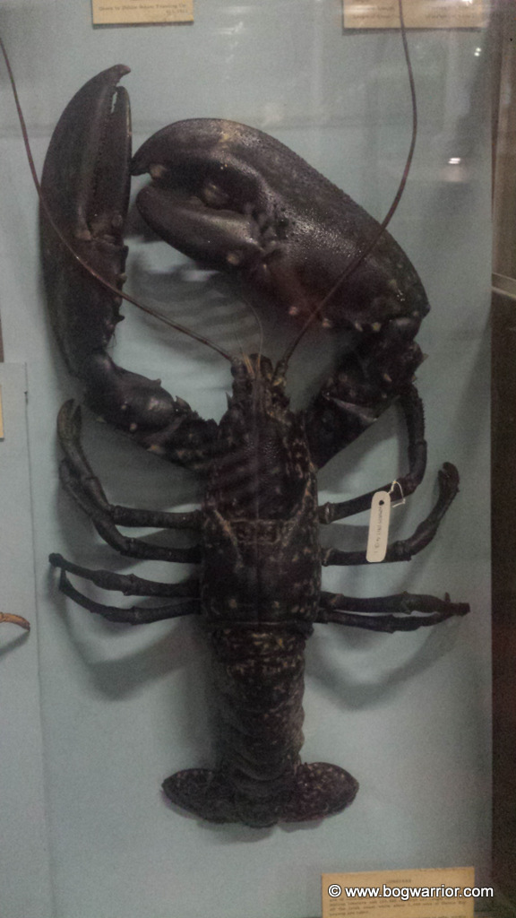 Lobster in Natural History Museum, Dublin