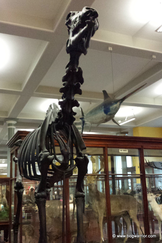 11,000 year old giant deer