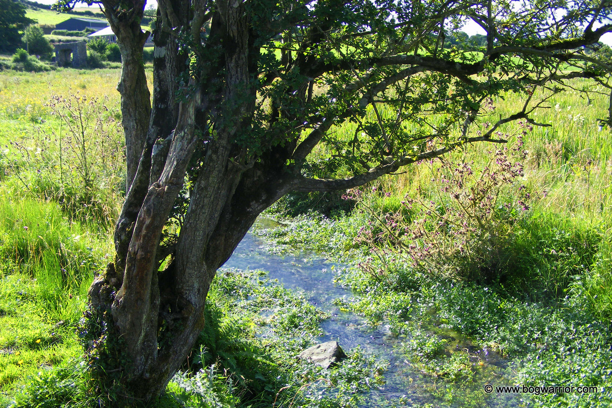 Stream flowing uphill